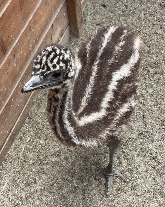 富士花鳥園 Fujikachoen Nitter