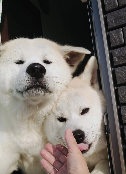 秋田犬こゆきと愉快な仲間達 Kodomo4dog5 おはよー おはよー 嬉しい時の飛行機耳 Nitter 秋田犬こゆきと愉快な仲間達 Kodomo4dog5 おはよー おはよー 嬉しい時の飛行機耳 Nitter