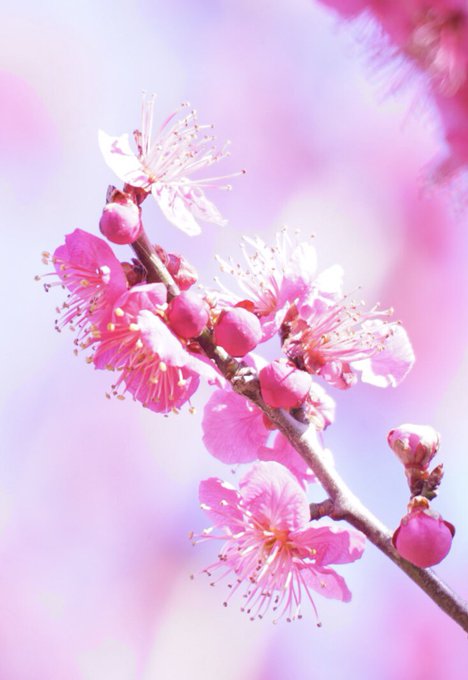 エンゼル ワシントン Orchiacatorinu おはようございます ﾟ 色も 香りも 鮮やかな 春 紅梅 Flowers Tlを花で一杯にしよう Photography 花好きな人と繋がりたい 写真好きな人と繋がりたい 写真で