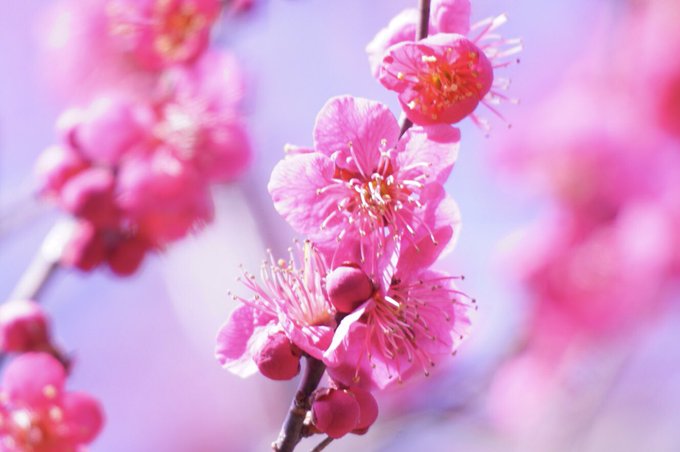 エンゼル ワシントン Orchiacatorinu おはようございます ﾟ 色も 香りも 鮮やかな 春 紅梅 Flowers Tlを花で一杯にしよう Photography 花好きな人と繋がりたい 写真好きな人と繋がりたい 写真で