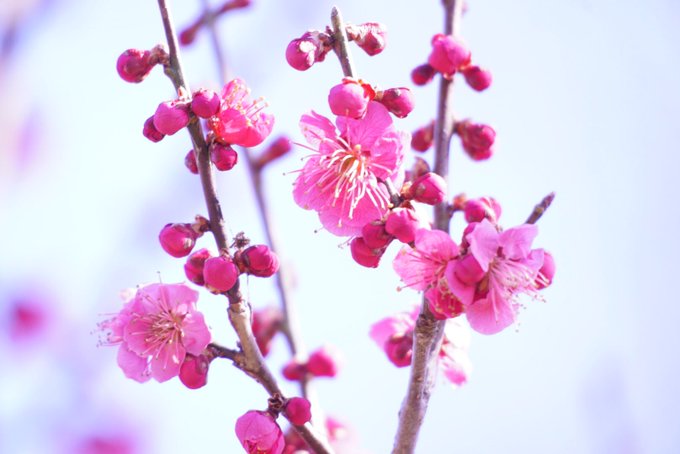 エンゼル ワシントン Orchiacatorinu おはようございます ﾟ 色も 香りも 鮮やかな 春 紅梅 Flowers Tlを花で一杯にしよう Photography 花好きな人と繋がりたい 写真好きな人と繋がりたい 写真で