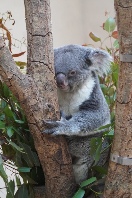Hiro Flowerlyric0223 22 3 神戸市立王子動物園 舎 淡路島の翌日久しぶり 再会の楽しみだったが 舎修復工事のため一箇所のみの出入り口で片側一方通行での流れで観覧 いつもの様にシャッターチャンスままならず ウメちゃん には会えず 何度も並び
