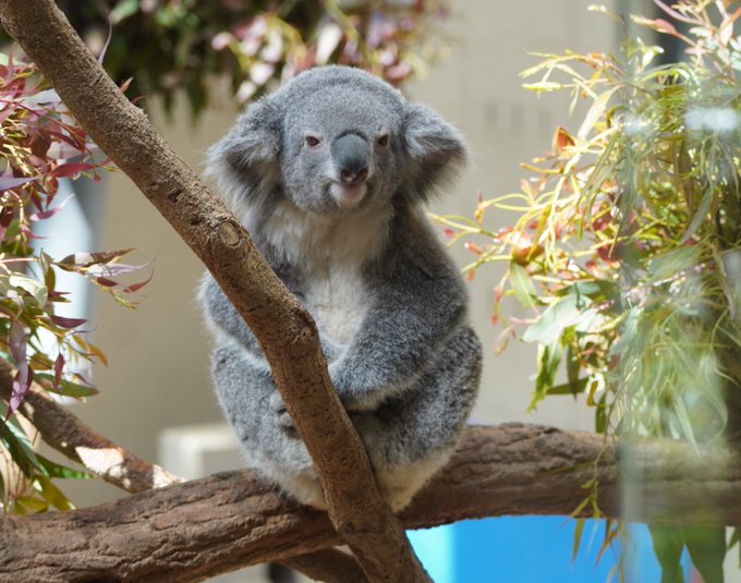 Hiro Flowerlyric0223 22 3 神戸市立王子動物園 舎 淡路島の翌日久しぶり 再会の楽しみだったが 舎修復工事のため一箇所のみの出入り口で片側一方通行での流れで観覧 いつもの様にシャッターチャンスままならず ウメちゃん には会えず 何度も並び