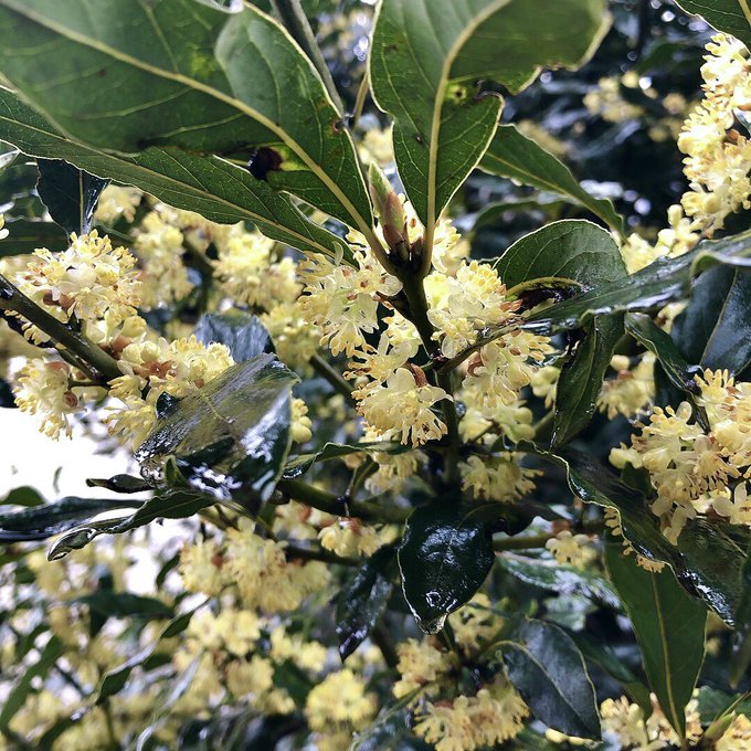 Kotone Kotone ベランダ横の茂みの花が満開 なんの木なのかいまさら調べてみたら月桂樹っぽい ほんとに ダフネーじゃん 月桂冠作らんと すごいお宝が目の前にあったもんだ 葉を摘んで匂いを嗅ぐとかすかーに月桂樹のような そうでもないようないい香りが