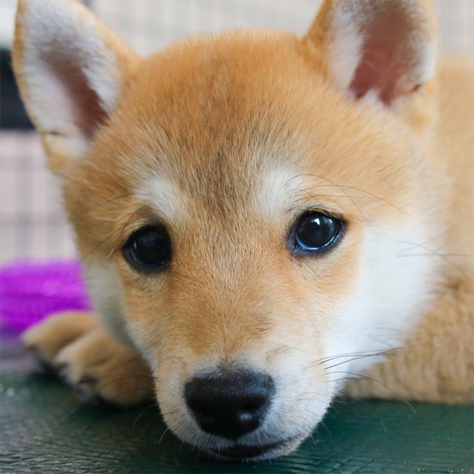 柴犬の時間ですよ Shibainu Time おはようございます 柴犬 豆柴 柴犬のいる暮らし Nitter