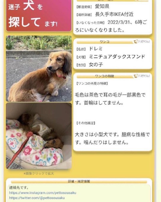 くるみmama Mama8725 愛知県 長久手市 Ikea長久手 付近3 31朝逸走 ミニチュアダックスフンド ドレミちゃん 耳に黒毛混り 首輪なし 迷子犬 迷い犬 香流川 名古屋芸術大学 モリコロパーク 瀬戸市 日進市 拡散希望 情報 くるみmama Mama8725 愛知県 長久手市 Ikea長久手 付近3 31朝逸走 ミニチュアダックスフンド ドレミちゃん 耳に黒毛混り 首輪なし 迷子犬 迷い犬 香流川 名古屋芸術大学 モリコロパーク 瀬戸市 日進市 拡散希望 情報