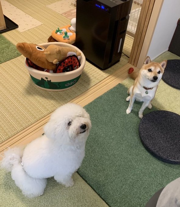 まめぽん兄弟 柴犬 豆助 とビションフリーゼ ぽん助 飼い主はaikoのお花ちゃん 4pop 早くおやつください 柴犬 豆柴 ビションフリーゼ 多頭飼い 犬のいる暮らし Nitter まめぽん兄弟 柴犬 豆助 とビションフリーゼ ぽん助 飼い主はaikoのお花ちゃん 4pop 早くおやつください 柴犬 豆柴 ビションフリーゼ 多頭飼い 犬のいる暮らし Nitter
