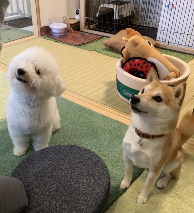 まめぽん兄弟 柴犬 豆助 とビションフリーゼ ぽん助 飼い主はaikoのお花ちゃん 4pop 早くおやつください 柴犬 豆柴 ビションフリーゼ 多頭飼い 犬のいる暮らし Nitter まめぽん兄弟 柴犬 豆助 とビションフリーゼ ぽん助 飼い主はaikoのお花ちゃん 4pop 早くおやつください 柴犬 豆柴 ビションフリーゼ 多頭飼い 犬のいる暮らし Nitter