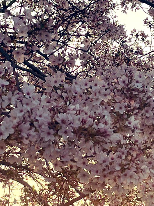 グラス Wander Glass 桜もそろそろ終わりですね 桜 夕日 花紅柳緑なりけり Nitter