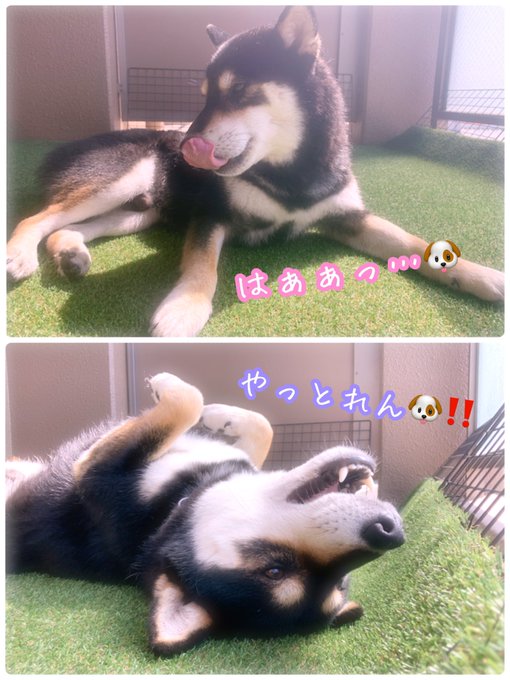 黒柴のひじき Rdh8o0qbbwwpp6g 大っ嫌いなシャンプーされたし 黒柴のひじき 柴犬 黒柴 日本犬 Shiba Shibainu かわいい 大好き 癒し 大切な家族 小さな幸せ 柴犬のいる暮らし 犬好きさんと繋がりたい 今日も1日お疲れ様でした やっとれんわ