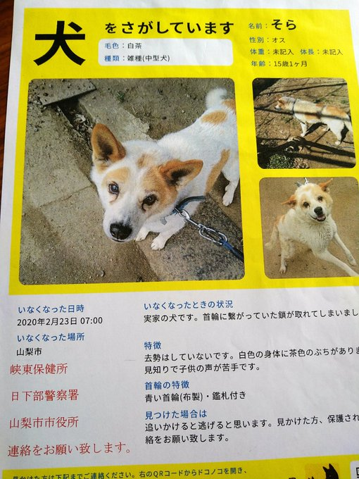 はな 山梨県迷子犬そら探しています 7ensqcj3yf9xtqw Nitter