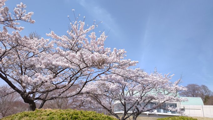 茨城県北茨城市 絶景の宿マウントあかね スタッフ Mountakane おはようございます 汗ばむような陽気のマウントあかねです 桜の 開花情報です 敷地内の桜は今が見頃となってます 見事に咲いてます ドライブがてらに山の上の桜を見に来てはいかがでしょうか