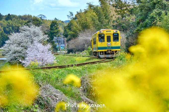 房総でハワイ気分 Yanponcom いすみ鉄道 総元駅付近 桜咲くs字カーブの菜の花列車 何気ない里山の春景色がいい感じ 2406 撮影 房総の絶景 房総 千葉 絶景 いすみ鉄道 S字カーブ 菜の花 桜 Www Instagram Com P Ccp6 Ijpwgf Igshid