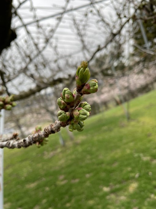 柏崎果樹園 ｻｸﾗﾝﾎﾞ 梅 Kashiwa Orchard 農地が気になり少しだけ覗きに あんだけ嫌いだったのにこれだけ来るってことは明らかに歳なんやろな笑笑 さくらんぼの花芽もふっくらしてきました さくらんぼは佐藤錦が有名ですが 個人的には紅秀峰が最強だと思います