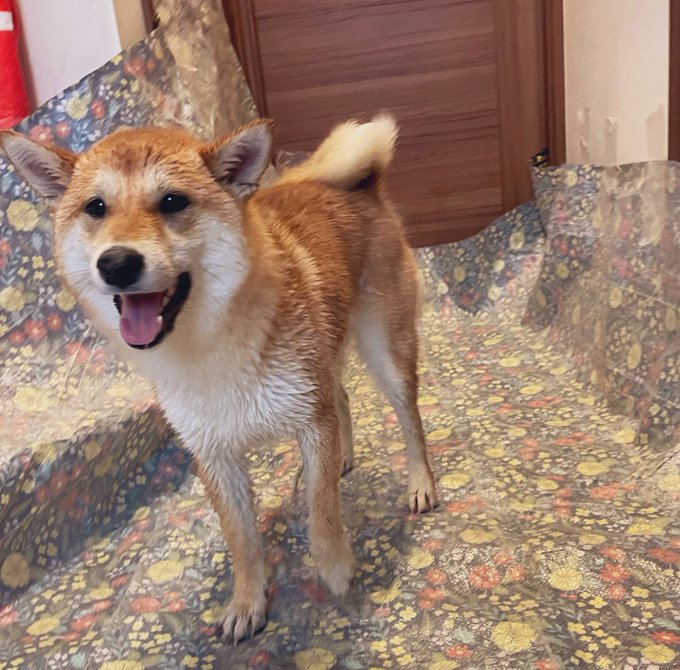 柴犬 すず きなこ Shiba Suzu Kina 逃げ場を失った犬 洗われた犬 きなこはおうちシャンポー 次の動画は元気が出るから是非見て欲しいです Nitter