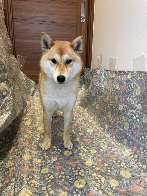 柴犬 すず きなこ Shiba Suzu Kina 逃げ場を失った犬 洗われた犬 きなこはおうちシャンポー 次の動画は元気が出るから是非見て欲しいです Nitter