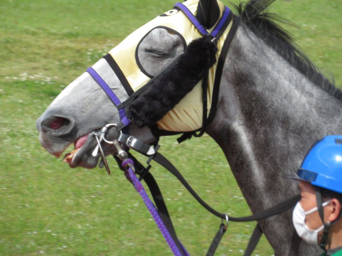 撮るハルカシップ Harukaship 鼻歌歌ってそうなぐらい 可愛いランジョウちゃん 今日はゴールドシップ産駒祭りin佐賀のトップバッター いきなりかっ飛ばして1着でした おめでとう Nitter