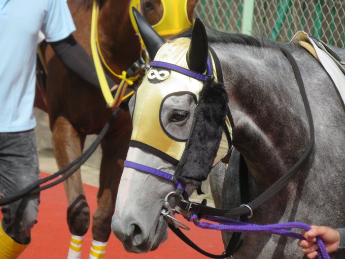 撮るハルカシップ Harukaship 鼻歌歌ってそうなぐらい 可愛いランジョウちゃん 今日はゴールドシップ産駒祭りin佐賀のトップバッター いきなりかっ飛ばして1着でした おめでとう Nitter