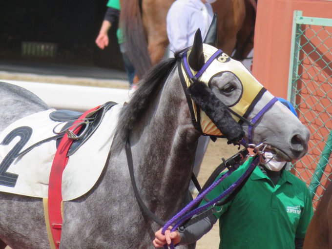 撮るハルカシップ Harukaship 鼻歌歌ってそうなぐらい 可愛いランジョウちゃん 今日はゴールドシップ産駒祭りin佐賀のトップバッター いきなりかっ飛ばして1着でした おめでとう Nitter