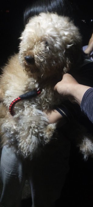 てっちゃん Atenzachann 佐賀県白石町にて保護犬です 体重は6キロくらいのプードル系の男の子でリードは付けてない状態で保護しました 去勢はしていないようです 白石警察署に届出してあり現在家にて保護しております 保護犬 プードル 白石町 迷子犬 佐賀