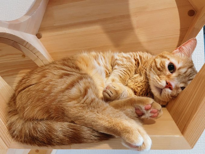 花江 夏樹 Hanae0626 Nitter