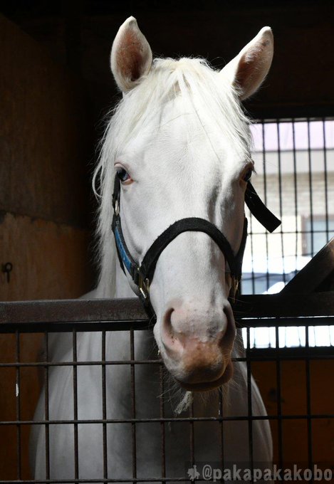 Tomo Hogatomo0708 Nitter