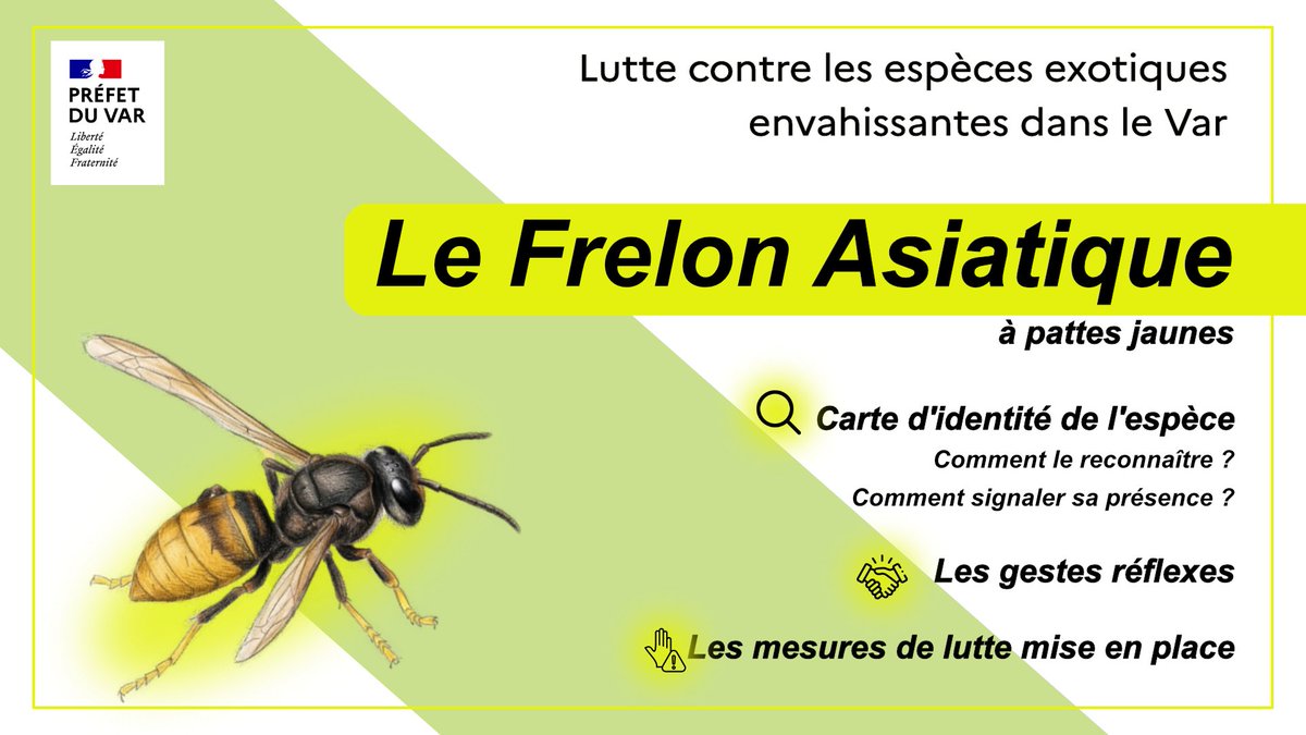 Frelon asiatique dans le Var : reconnaître, alerter, se protéger