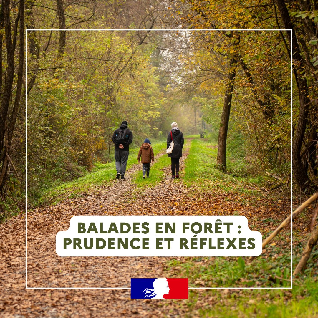 Balades en forêt : profiter en sécurité