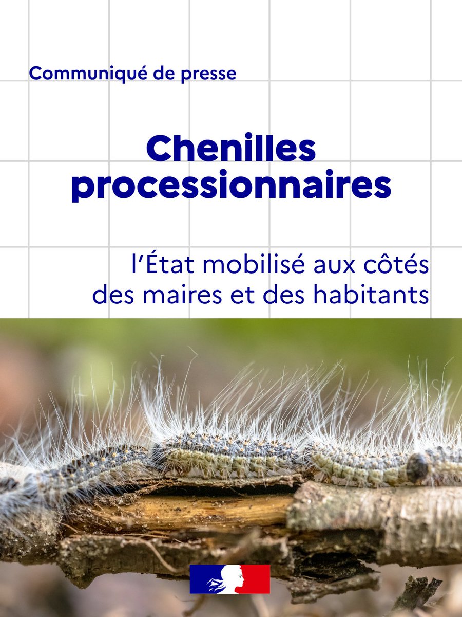 Prolifération de chenilles processionnaires dans les Yvelines
