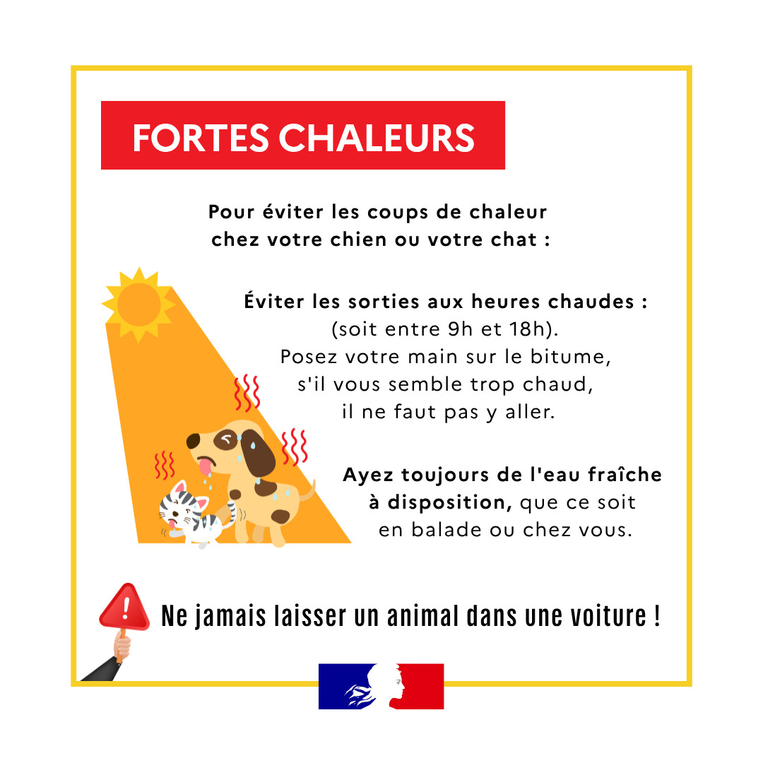 Canicule : Protégeons nos animaux de compagnie Préfecture 38 et 62