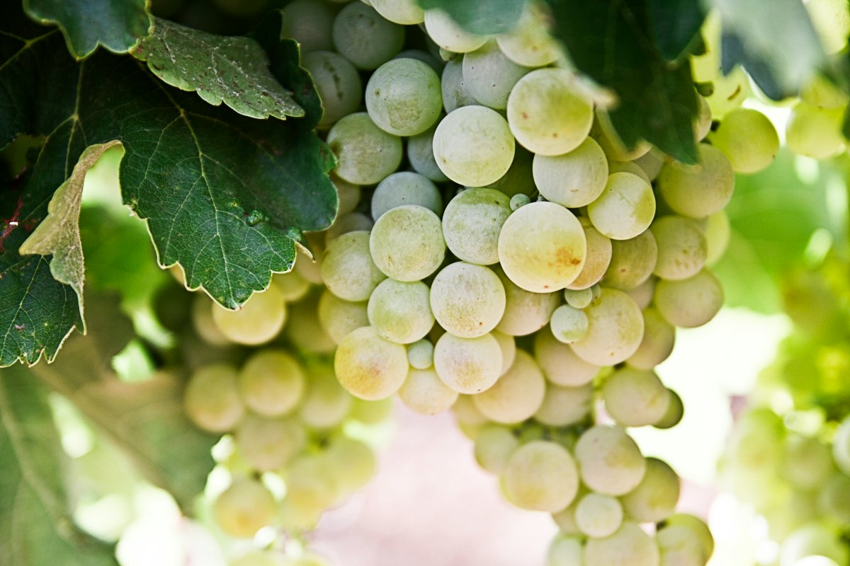 Réunion de la cellule opérationnelle sur la viticulture en Gironde