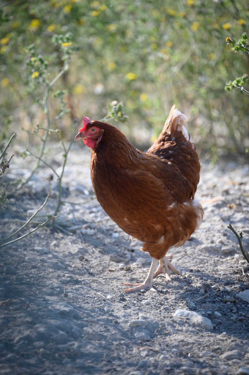 Inauguration d'un poulailler de 30 000 poules pondeuses en plein air dans la Vienne