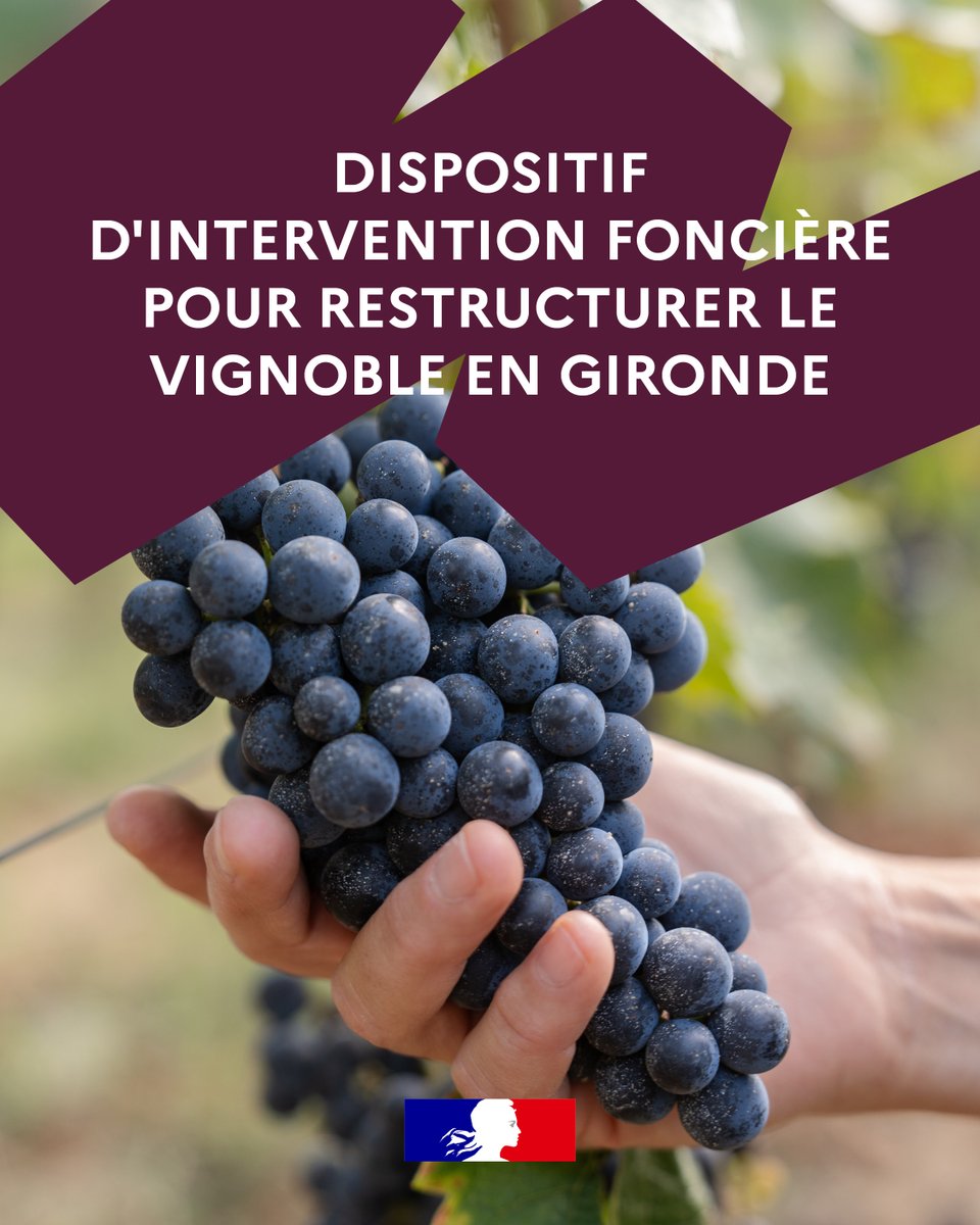 Appel à manifestation d’intérêt pour l’arrachage de vignes en Gironde