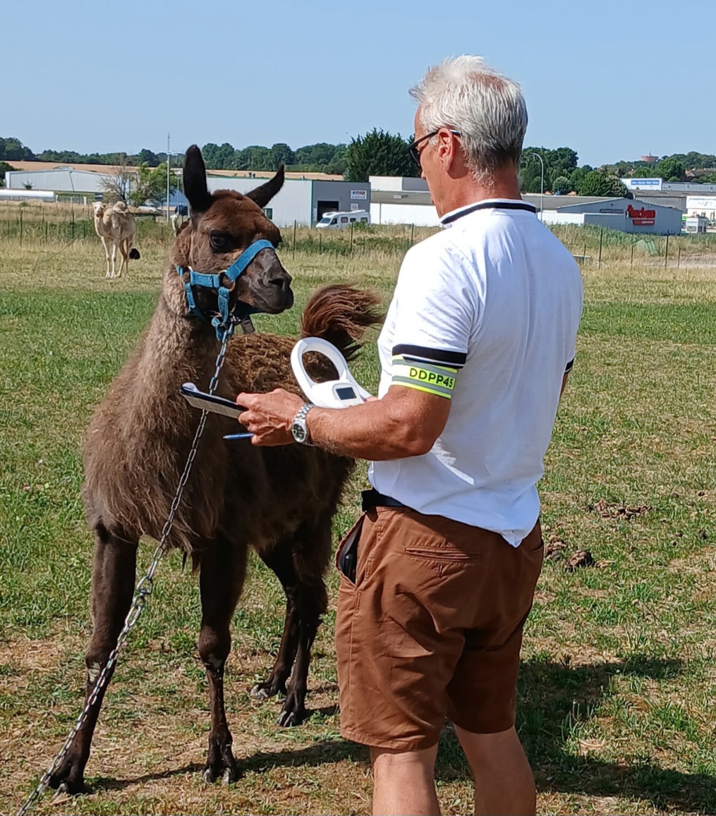 Conseils de sécurité pour animaux de compagnie pendant la canicule Préfecture 45