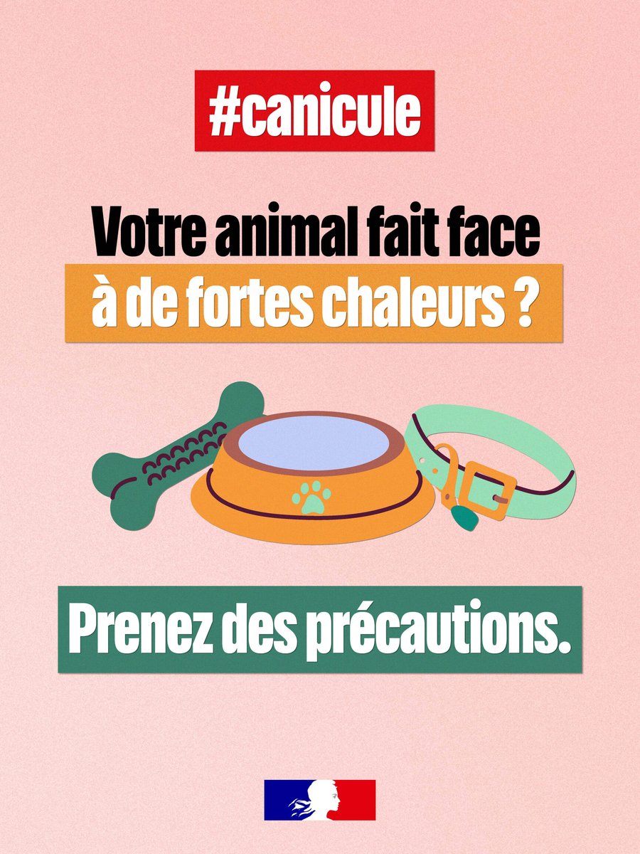 Prévention de la canicule pour les animaux de compagnie