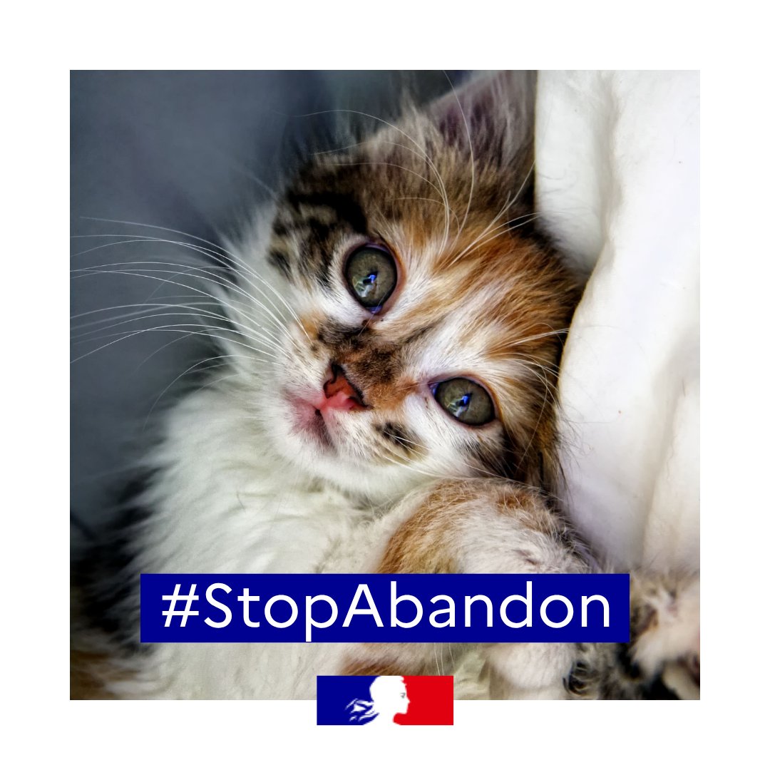 Campagne de sensibilisation contre l'abandon des animaux en période de vacances