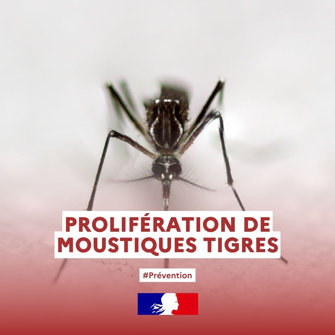 Prévention contre le moustique tigre dans le territoire