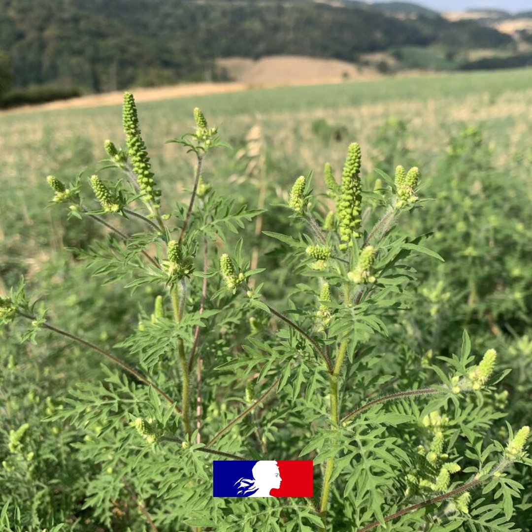 L’ambroisie revient : prévention des allergies et actions locales