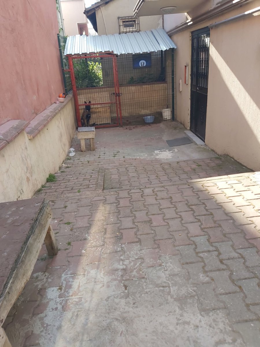 Komşunun köpeği çocukları korkutuyor, çözüm arayışı başladı