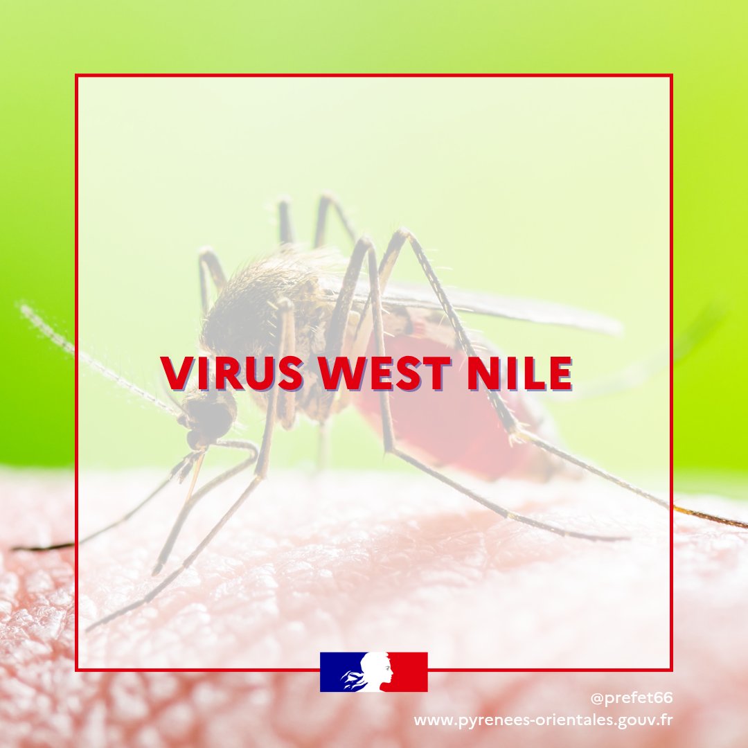 Cas de virus West Nile confirmés dans les Pyrénées-Orientales
