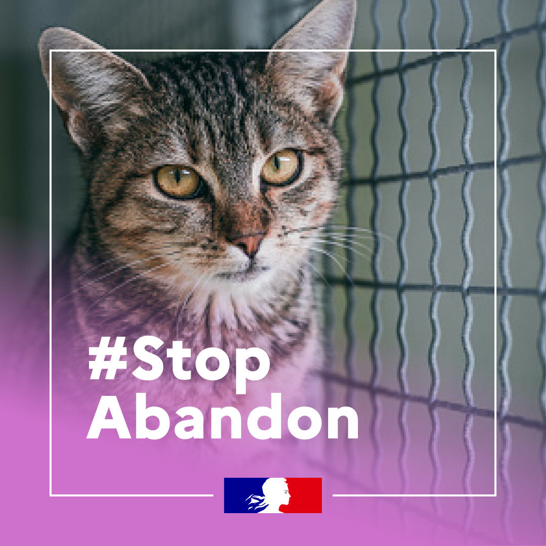 Abandon d'animaux : sanctions pénales en vigueur