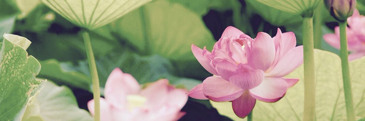 タイ語大好き Taigodaisuki Nitter